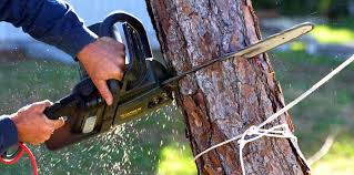 Yale, OK Tree Services Company
