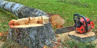 Best Lawn Dethatching  in Yale, OK
