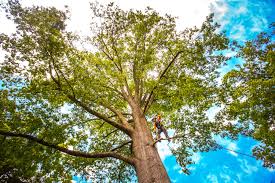 Best Utility Line Clearance  in Yale, OK