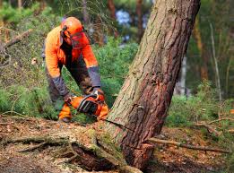 Best Tree Disease Treatment  in Yale, OK