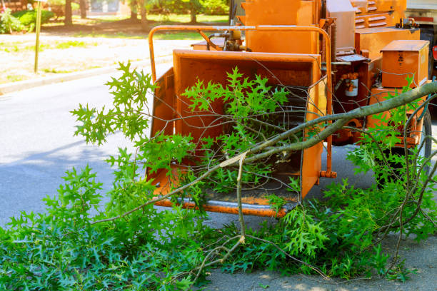 Best Hedge Trimming  in Yale, OK