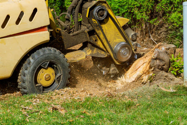 Best Lawn Renovation and Restoration  in Yale, OK