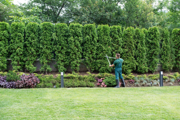 Best Storm Damage Tree Cleanup  in Yale, OK